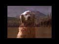 Homeward Bound The Incredible Journey 1993 Clip