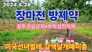 2024년6월28일 장마전 방제약/침투성 살균제,미국선녀벌레,갈색날개매미충,면충 방제약