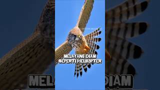 Download lagu Bisa melayang diam di udara, beginilah teknik berburunya !!! mp3