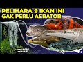 Ikan Hias Air Tawar Yang Kuat Tidak Predator