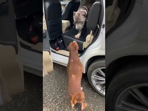 QUEUING TO GET IN THE CAR