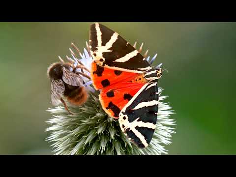 Der  Russische Bär (Schmetterling)