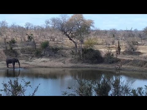 Djuma: Waterbuck bull, lone Elephant and Giraffe  - 13:07 - 09/05/20
