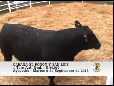 06-09-16 Venta de Toros A.A. Grales - Cabaña El Ponoy y San Luis - Ayacucho.