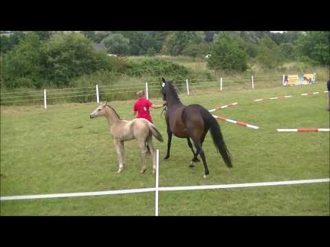 HF v. FS Mr. Right - Quali für Lienen