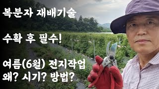 복분자 재배기술 / 수확 후 필수작업 / 여름(6월)전지작업, 왜? 시기? 방법?