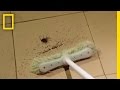 If You’re Scared of Spiders, Don’t Watch This | National Geographic