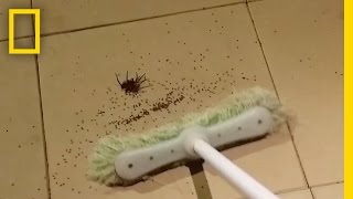 If You’re Scared of Spiders Don’t Watch This  