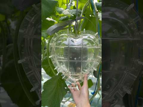 Pakai sawit bisa juga kah? #melon #mold #experiment #fruit #unique