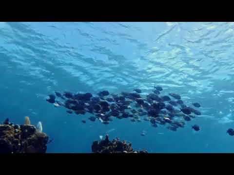 Snorkeling Hurricane Ridge — El Palacio Rosa