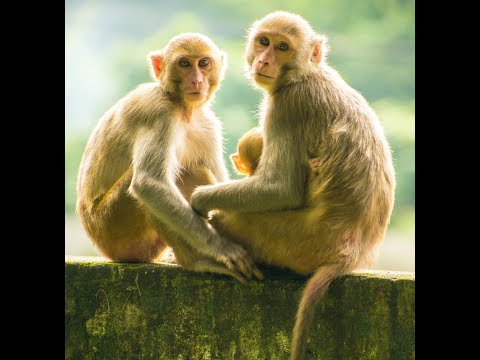4K HDR Monkey Business - Life of Monkeys - Animal Documentary - Fun & Relaxing Music Video - No Talk