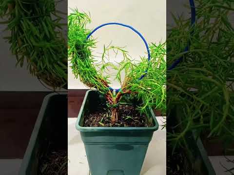 Good idea decoration portulaca flowers in pot so beautiful 💐🌸🌼#nature #shorts #garden #horticulture