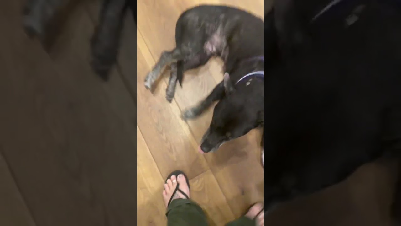 Enlarge Berry, a Adoptable mixed breed in Boulder, CO video 2/6