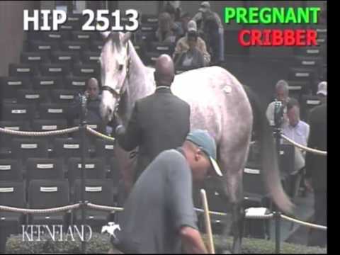 Squid Ink at Keeneland Sales 2011