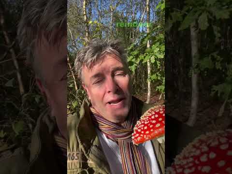 The Mystical World of Amanita Muscaria: Fly Agaric's Secrets