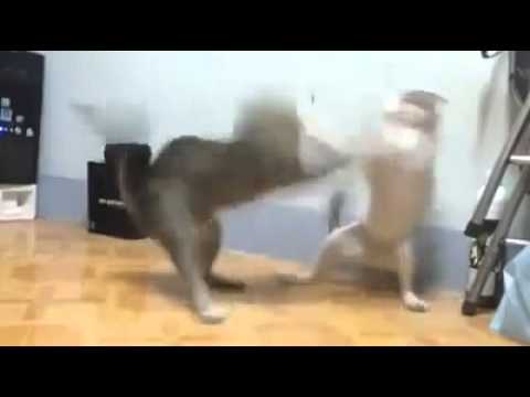 Sunil Dahiya & Cat fieght in room