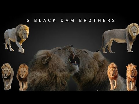 6 Black Dam Males | 6 Male Lions of Kruger National Park