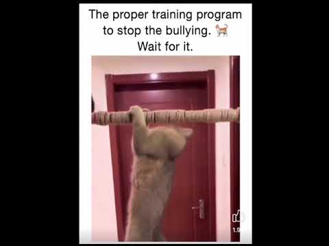 Cats training to fight dogs - Rocky Theme - TheLandofCats.com
