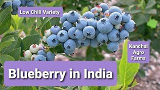 Blueberry Plants with Fruits Biloxi variety for low chill Areas