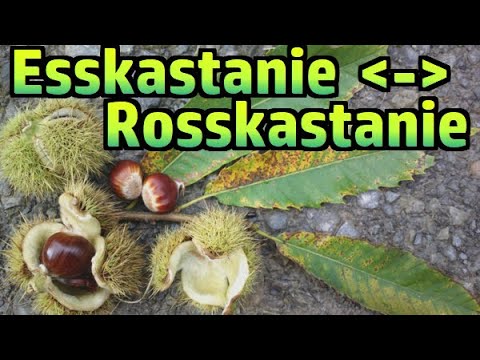 Esskastanie (essbar) vs. Rosskastanie (giftig) №193 (Esskastanien / Rosskastanien)