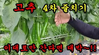 고추4번째줄치기 지금까지는 고추가 최고 잘된것 같습니다
