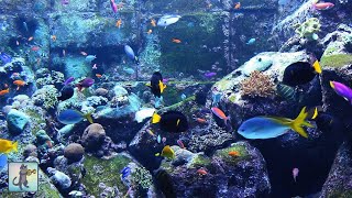 3 HOURS of Beautiful Coral Reef Fish, Relaxing Ocean Fish, Aquarium Fish Tank &amp; Relax Music 1080p HD