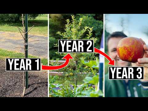 How to Prune Apple Trees (Years 1-3)