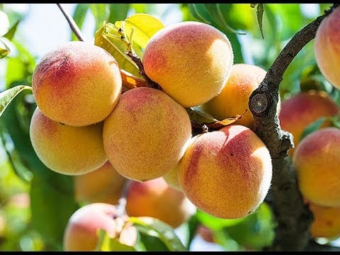 comment traiter un jeune pommier