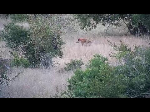 Djuma: Lone Hyena passing through the open area - 17:10 - 06/01/20