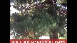 Arizona allergy season: How to survive the pollen