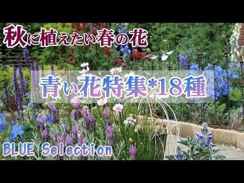  2023 年の初めから美しい庭を楽しむために、秋に種を蒔くか植える春の多年草の花です。  庭園