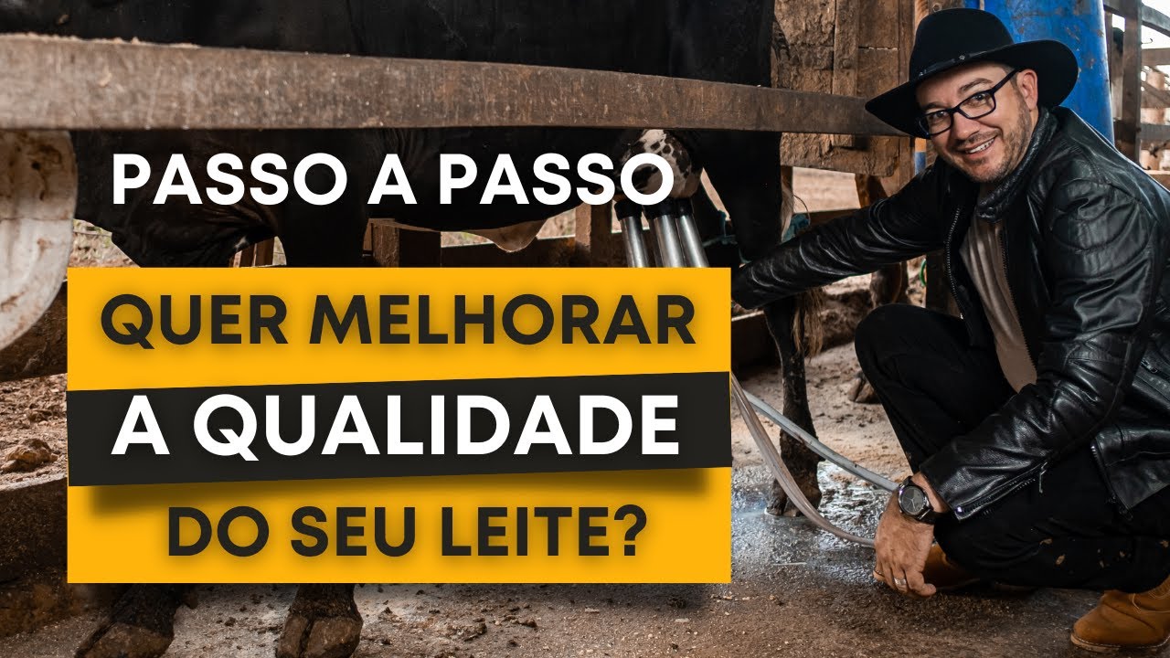 PASSO A PASSO para você MELHORAR a qualidade do leite | Pecuária Leiteira