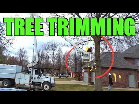 download lagu mp3 mp4 Tree Service, download lagu Tree Service gratis, unduh video klip Tree Service