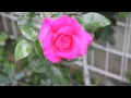 Mon Amie la Rose (chanson de Françoise Hardy ...