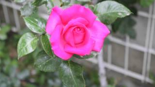 Mon Amie la Rose (chanson de Françoise Hardy)