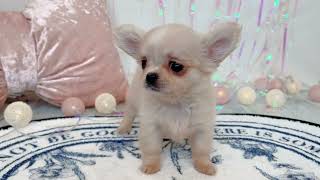 ハーフ犬の動画01