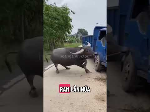 khi xe tải đậu chuẩn bị lên hàng và cái kết gặp ngây con trâu kiểu 🤦🤦🤦🤦🤦