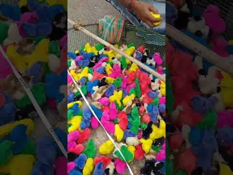 Kodi Pillalu 🐣🐥 | मुर्गियाँ | Chickens #chickens #shorts #BabyChicks