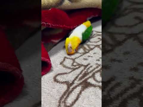 パリ地方のワサビインコ (Psittacula krameri)