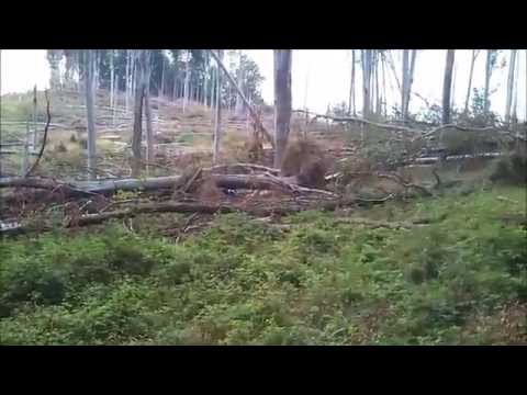 Átkelés a Kidőlt Fákon