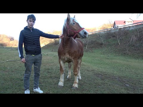 Manzul lui Alin si Antonio de la Breaza, Bistrita Nasaud - 2020 Nou!!!