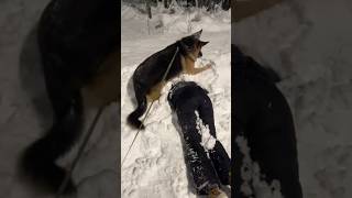 Snow Turns My Dog Into a Bunny #foryou #funny #dog #snowdog #memes #shorts #youtube