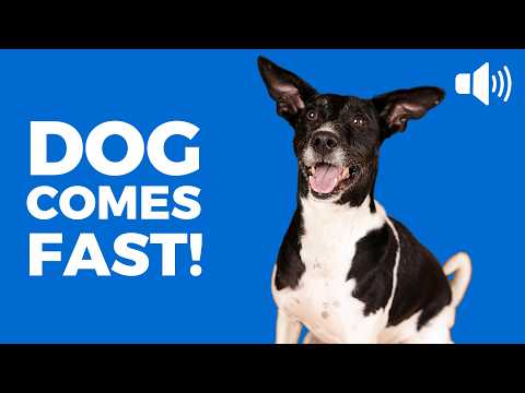 20 Sounds To Make Your Dog Come To You 🐶