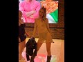 2024 AVN ADULT ENTERTAINMENT EXPO RED CARPET PART4