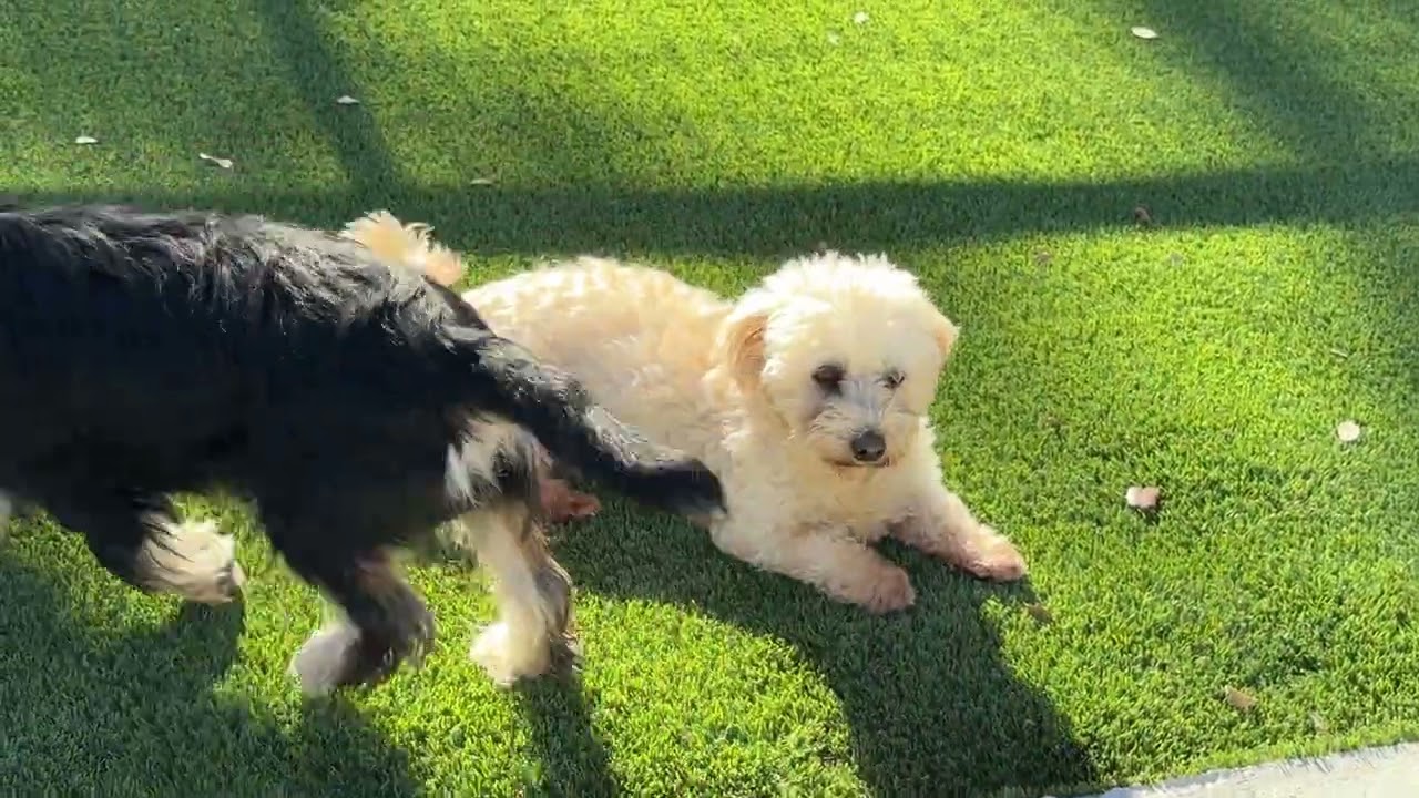 Enlarge Brie, a Adoptable mixed breed in San Antonio, TX video 5/5