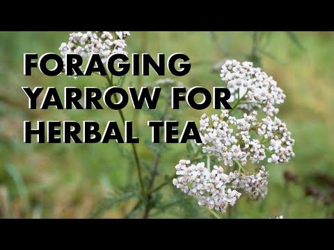 Foraging Yarrow for Herbal Tea