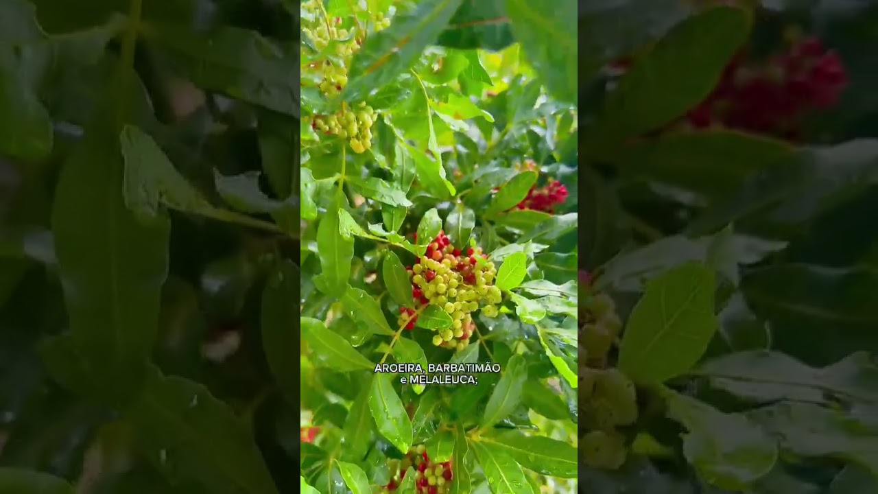Vídeo do produto