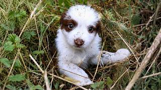 Abandoned Baby Puppy Thought I was Her Dad