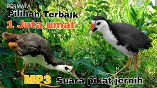 Download lagu SUARA PIKAT BURUNG RUAK RUAK AMPUH VERSI TERBARU 2025 mp3 Download lagu SUARA PIKAT BURUNG RUAK RUAK AMPUH VERSI TERBARU 2025 mp3