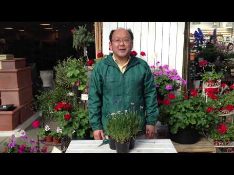 ヤグルマソウ 植物